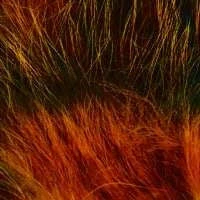 Pro Sportfisher American Opossum