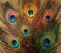 Natures Spirit Peacock Sticks Fly Tying