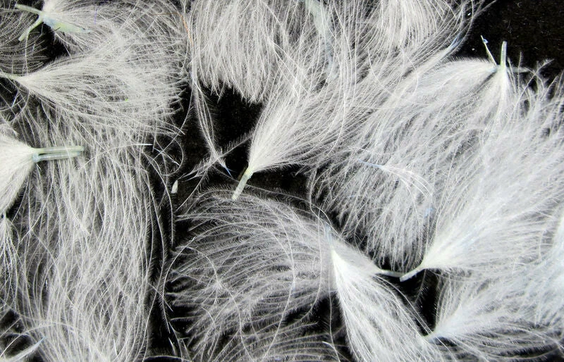 Hareline CDC Oiler Puffs 6 Hareline CDC Oiler Puffs