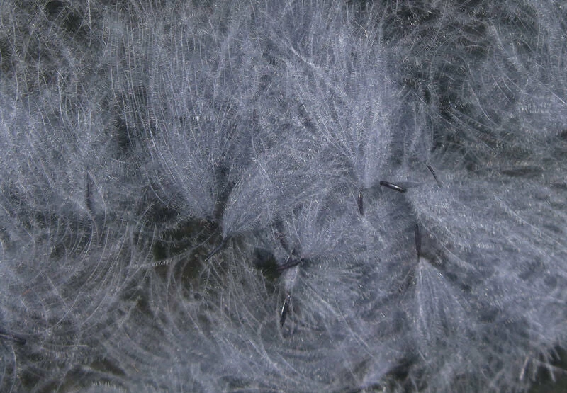 Hareline CDC Oiler Puffs 7 Hareline CDC Oiler Puffs