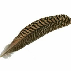 Hareline Fly Tying Mottled Peacock Quill