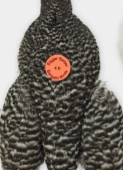 Fly Tying Whiting 4B's Hen Cape