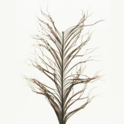 Semperfli Knotted Cranefly Legs