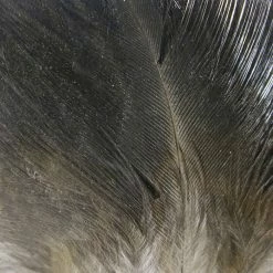 Hareline Gallo De Leon Saddle Feathers Fly Tying