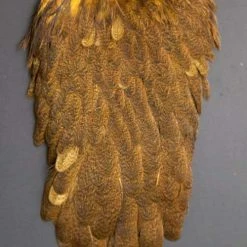 Whiting Brahma Hen Saddle Fly Tying