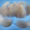 Hareline Pintail Flank Feathers Fly Tying
