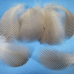 Hareline Pintail Flank Feathers Fly Tying