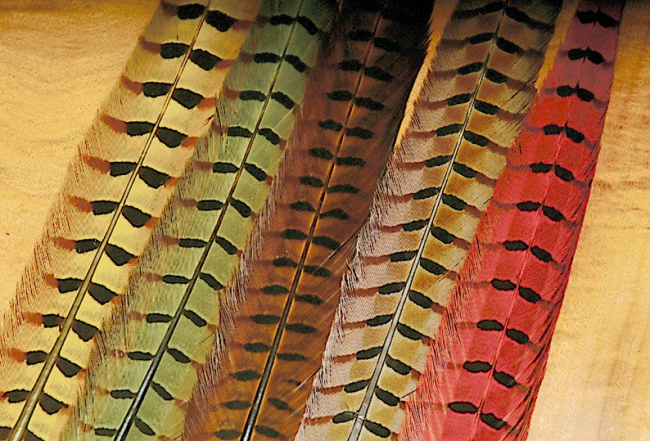 Wapsi Fly Tying Ringneck Pheasant Tail Feathers 1 Wapsi Fly Tying Ringneck Pheasant Tail Feathers
