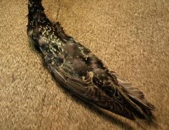 Natures Spirit Fly Tying Starling Skin